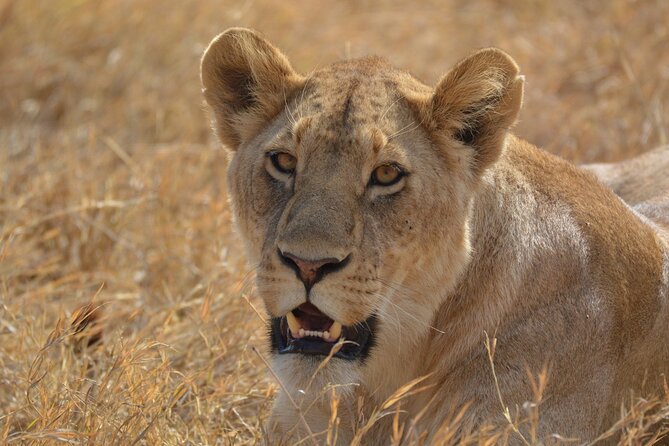 7-Day North Tanzania Classic Safari - Day two: Tarangire’s elephants and Larmaku Swamp