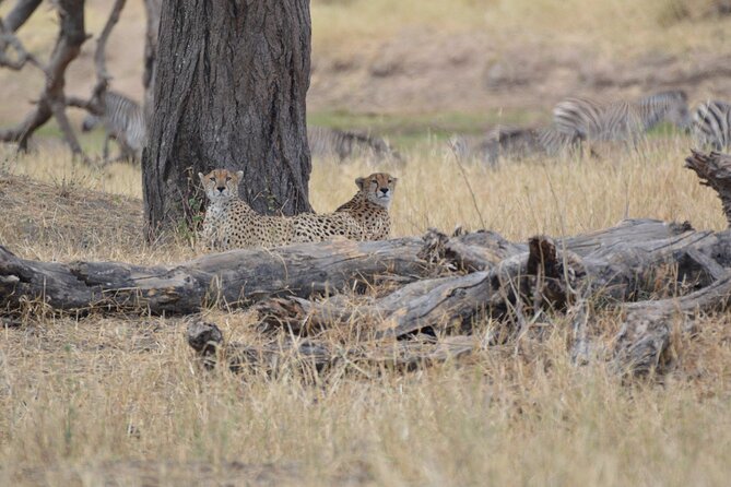7-Day North Tanzania Classic Safari - Day three: Lake Manyara and the chance to see tree-climbing lions