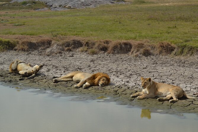 7-Day North Tanzania Classic Safari - Day four: crossing Ngorongoro toward the Serengeti