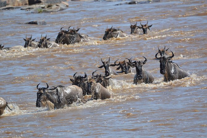 7-Day North Tanzania Classic Safari - Day five: a full Serengeti day around Seronera and the rivers