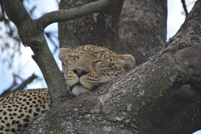 7-Day North Tanzania Classic Safari - Day one: airport pickup and an easy start in Arusha