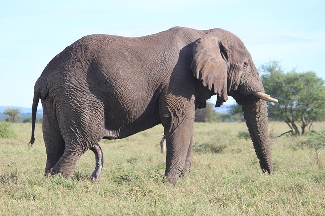 7-Day Premium Luxury Tanzania Safari All-Inclusive - Day 3: Lake Manyara’s compact variety