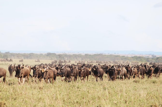 7-Day Premium Luxury Tanzania Safari All-Inclusive - Day 5: A full day among Serengeti wildlife