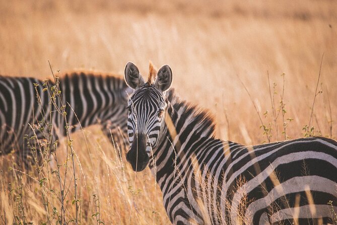 7-Day Private midrange Tour in Arusha with Airport Pickup - Four parks, one practical northern Tanzania route