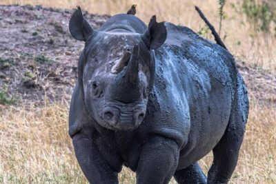 7-Day Private midrange Tour in Arusha with Airport Pickup