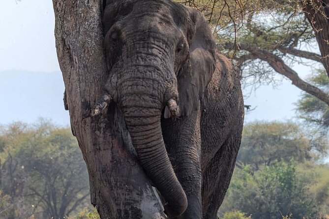 7-Day Private midrange Tour in Arusha with Airport Pickup - Day 3: Entering the Serengeti through the highlands