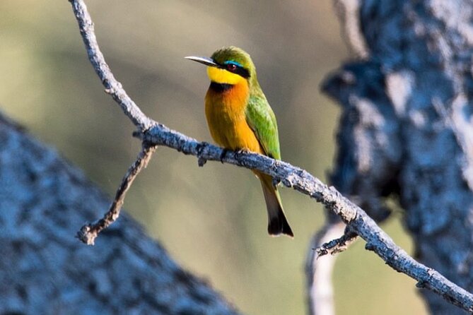 7-Day Private midrange Tour in Arusha with Airport Pickup - Days 4 and 5: Two long days in central Serengeti