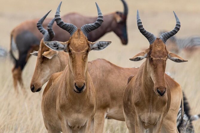 7-Day Private midrange Tour in Arusha with Airport Pickup - Day 6: A final Serengeti morning, then Ngorongoro
