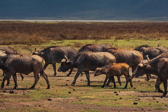 7 Day Safari in Tanzania National Parks - Days 2 and 3: Tarangire’s Elephants, Gerenuks, and Birdlife
