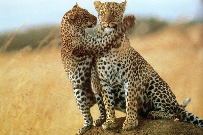 7-Day Safari (Including Serengeti) & Zanzibar Extension - What the private format changes