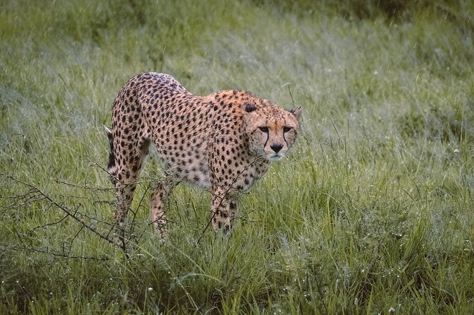 7-Day Tanzania Odyssey Safari- High End Tour - Kilimanjaro Airport to Arusha on day one