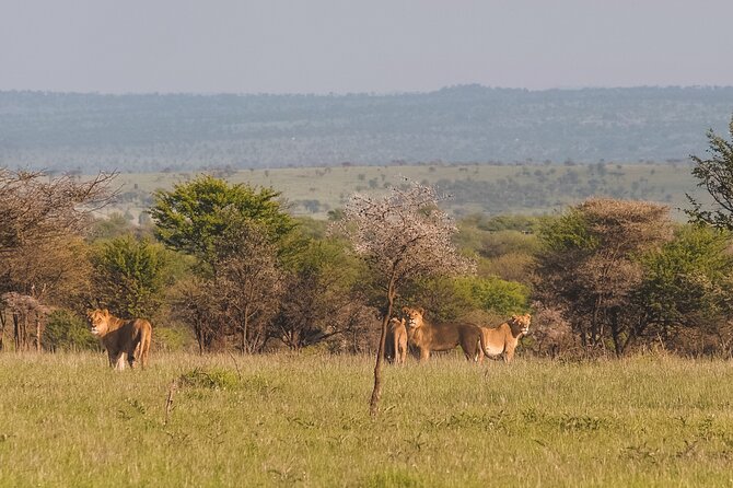 7-Day Tanzania Odyssey Safari- High End Tour - The flight from Kogatende to Arusha