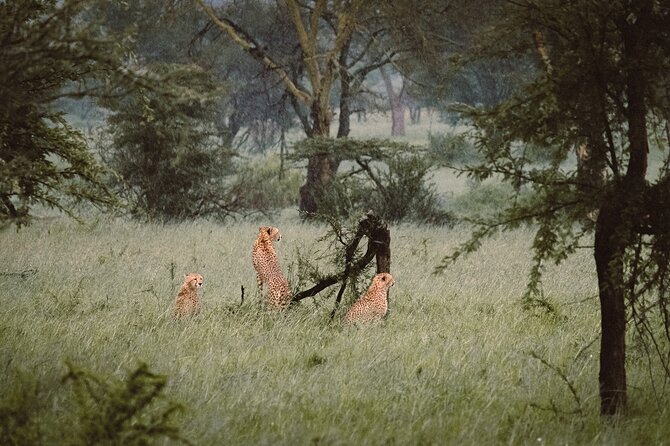 7-Day Tanzania Odyssey Safari- High End Tour - Tarangire’s elephants and baobab country