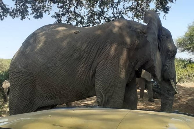 7 Day Tanzania visiting Arusha, Lake Manyara, Serengeti, Ngorongoro & Tarangire - Day 2: Tarangire’s elephants and baobab trees