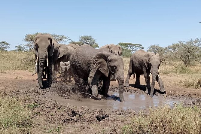 7 Day The Great Savannah Luxury Safari All Inclusive - Day 6 at Ngorongoro Crater: wildlife in a natural bowl