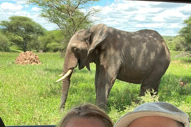 7 Day The Great Savannah Luxury Safari All Inclusive - Day 2 in Tarangire: elephants beneath baobabs