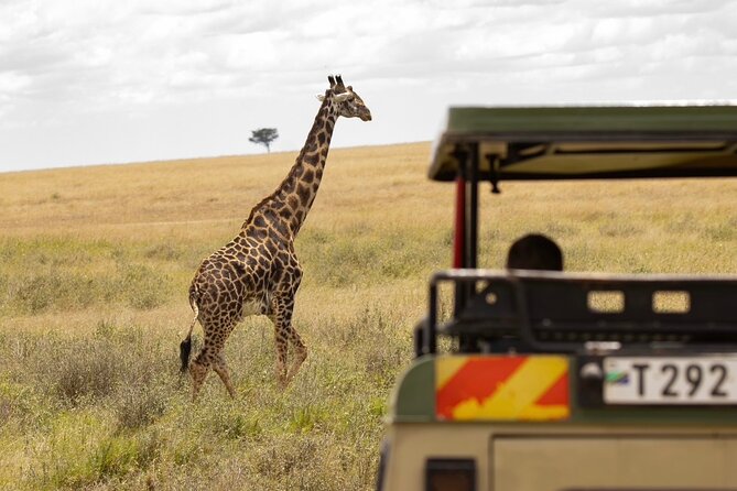 7 Days All inclusive Premium Safari Adventure in Tanzania - Day 3: From Ngorongoro highlands to the Serengeti