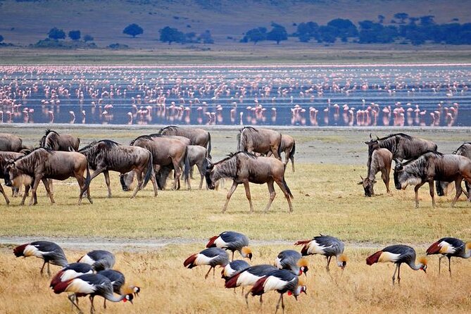 7 Days Best Luxury Safari To Tanzania - Day 3: Lake Manyara, village life, and local activities