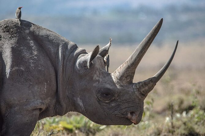 7 Days Best Luxury Safari To Tanzania - Day 4: Descending into Ngorongoro Crater
