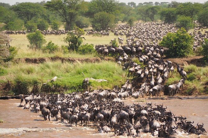 7 Days Best Luxury Safari To Tanzania - Day 6: A full day on the Serengeti plains