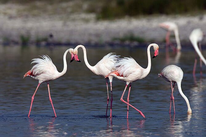 7 Days Best Luxury Safari To Tanzania - Day 7: Morning Serengeti and the flight to Zanzibar