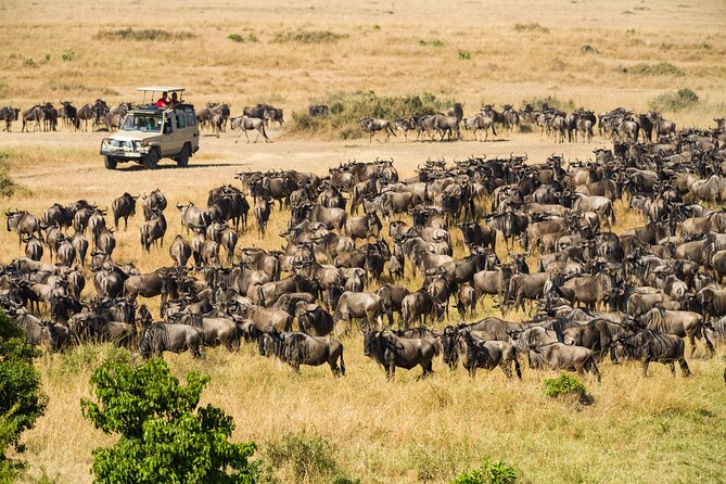 7 Days Cultural and Wildlife Safari - Day 2: Flamingoes, early walking, and Lake Manyara