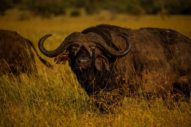 7 Days Elephant Safari Experience in Arusha - Day 2: Elephants and herds in Tarangire