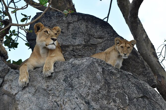 7 Days Elephant Safari Experience in Arusha - Day 3: Olduvai Gorge and the long road to Serengeti