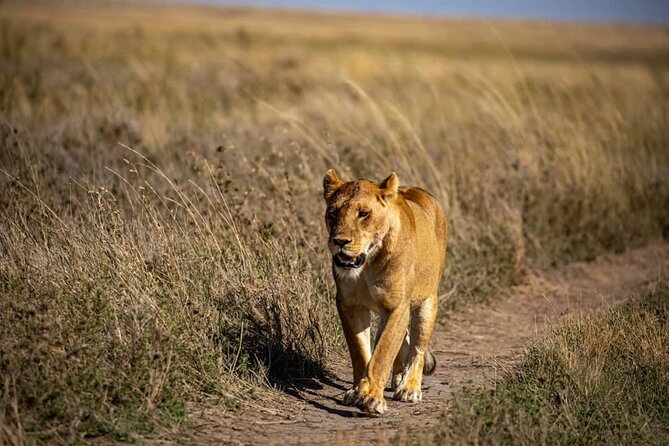 7 Days Elephant Safari Experience in Arusha - Day 4: A full Serengeti game-viewing day