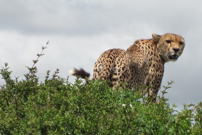 7 - Days Fascinating Tanzania Safari - Four Northern Parks in One Carefully Packed Trip