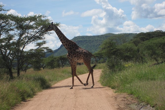 7 - Days Fascinating Tanzania Safari - Tarangire: A Strong Opening to the Safari