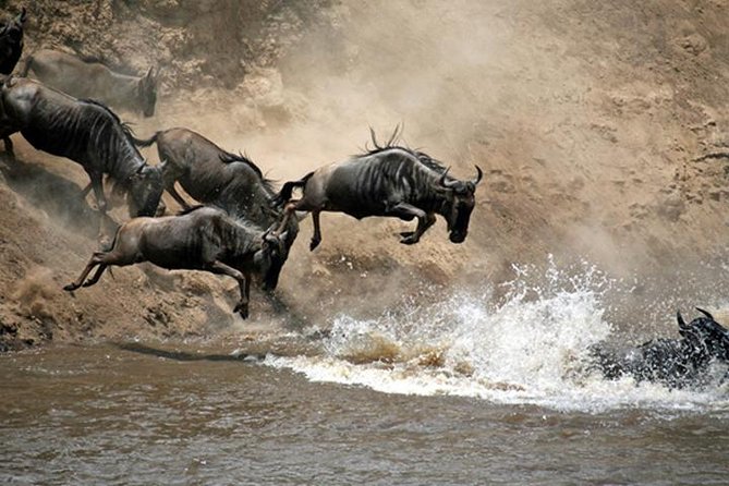 7 Days: Great Migration Mara River Crossing(manyara, Ngorongoro And Serengeti) - A safari built around one dramatic river