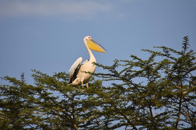 7 Days: Great Migration Mara River Crossing(manyara, Ngorongoro And Serengeti) - Day 2: Lake Manyara’s forest and tree-climbing lions