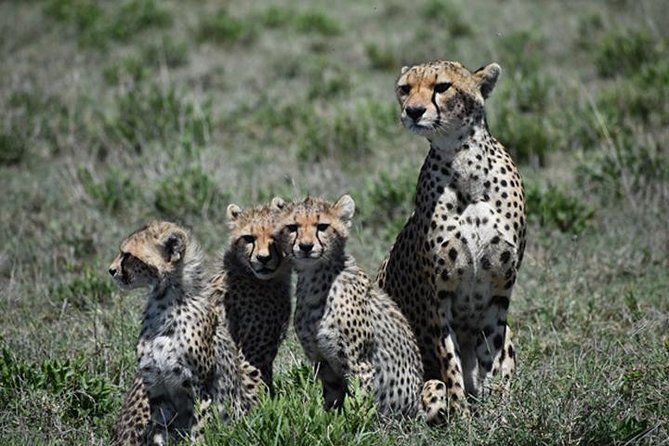 7 Days: Great Migration Mara River Crossing(manyara, Ngorongoro And Serengeti) - What the private format means on the road
