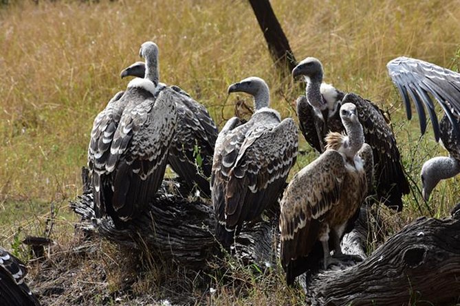7 Days: Great Migration Mara River Crossing(manyara, Ngorongoro And Serengeti) - Day 1: A soft landing near Usa River