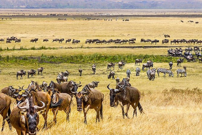 7 days great migration safari - What the private format changes