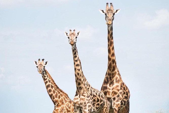 7 days great migration safari - A full day in Central Serengeti’s Seronera Valley