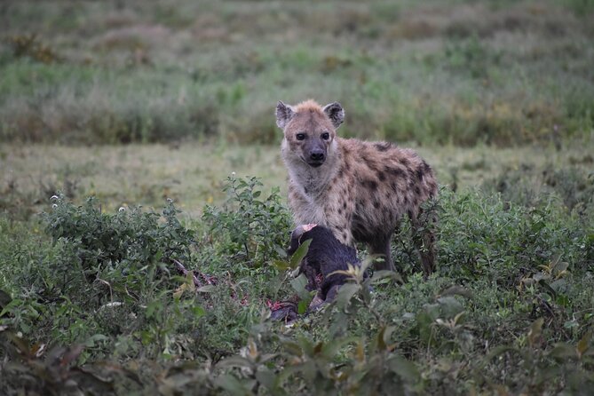 7 Days Highlight of Tanzania Mid-Range Standard - Lake Manyara’s forest, wetlands, and birds