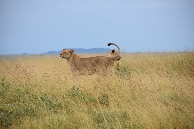 7 Days Highlight of Tanzania Mid-Range Standard - Leaving the Serengeti for Ngorongoro’s crater rim
