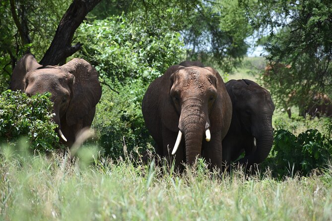 7 Days Highlight of Tanzania Mid-Range Standard - Two days in the Serengeti, with big cats in focus