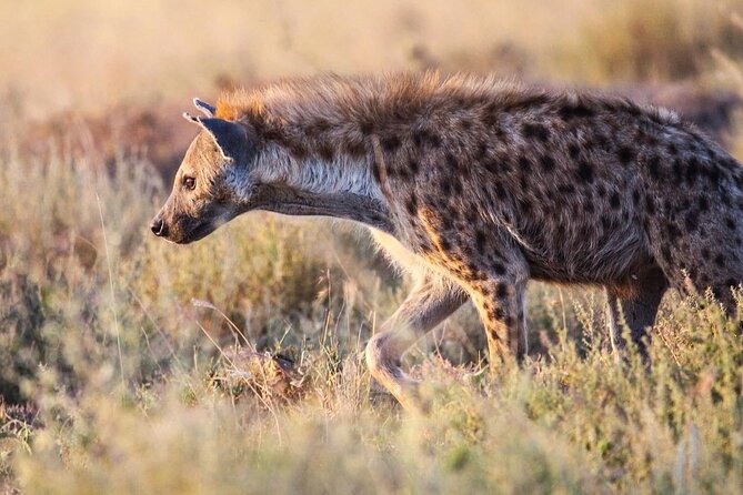 7 Days Journey of the Wildebeest – Luxury Holidays Serengeti - What $3,815 covers in northern Tanzania