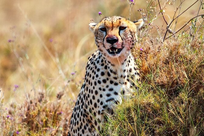 7 Days Journey of the Wildebeest – Luxury Holidays Serengeti - Day 2: Crossing the highlands into the Serengeti