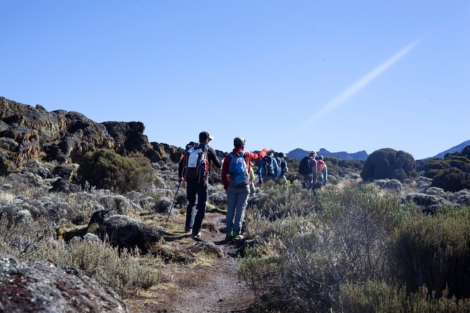7 Days Kilimanjaro Climbing | Hiking Tour via the Lemosho Route - Day 5: The short, hard climb to Barafu Camp