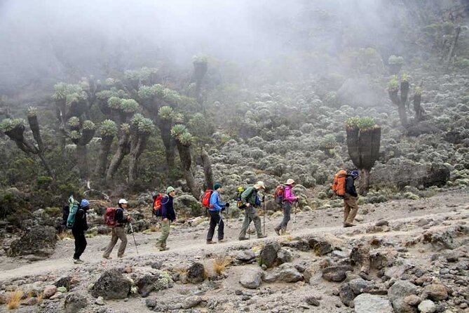 7 Days Kilimanjaro Trekking Machame Route with Professional Guide - Arusha arrival and the pre-climb check