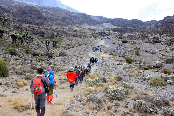 7 Days Kilimanjaro Trekking Machame Route with Professional Guide - Day 3: Lava Tower, Barranco Valley, and altitude practice