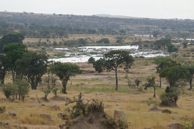 7 Days Migration Crossing in Mara River Northern Serengeti - Day 3: Searching the northern Serengeti