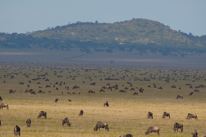 7 Days Migration Crossing in Mara River Northern Serengeti - Day 4: Ten patient hours at the Mara River