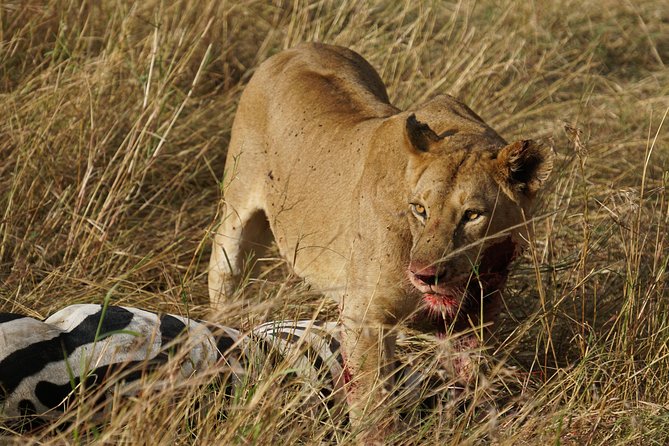 7 Days Migration Crossing in Mara River Northern Serengeti - Day 5: Game viewing on the road south