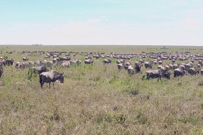 7 days Mt Kilimanjaro,Tarangire NP, Ngorongoro, Serengeti NP, Lake Manyara NP - Day 4: two Serengeti game drives in one day