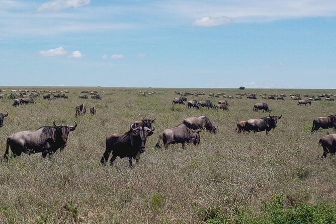 7 days Mt Kilimanjaro,Tarangire NP, Ngorongoro, Serengeti NP, Lake Manyara NP - Day 7: Lake Manyara, birds, and a final return to Arusha